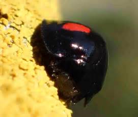 Lille blank sort bille med røde prikker - Side 1 - Forum - Biller