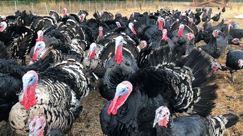 Turkey Farmers In Limbo As Pandemic Leaves Many Americans Turning To
