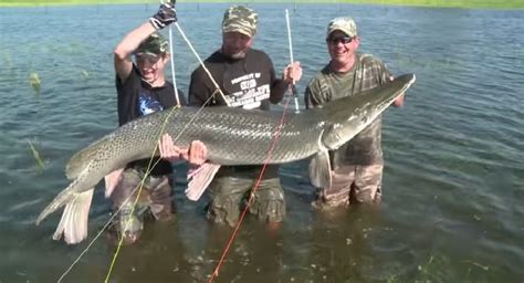 The alligator gar, atractosteus spatula, is the largest of the seven living species of gar, says robert h. Massive 225-Pound Alligator Gar Taken by Bow VIDEO - Wide Open Spaces