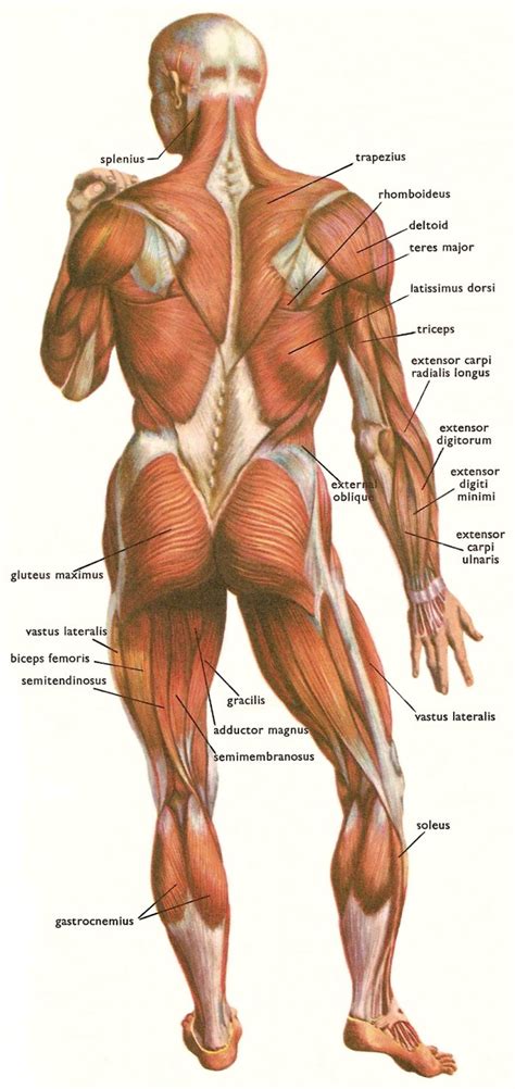 Their main purpose is to help us to move our body parts. New Research: Muscles = Longevity! - Garma On Health