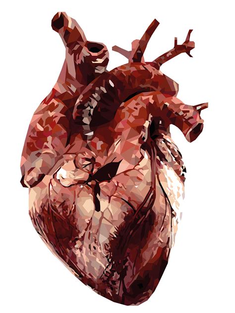 Human Heart On Behance