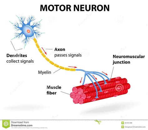 De La Neurona Motora Las Fibras Nerviosas Eferentes Neurona Imagen My