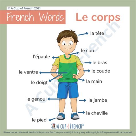 Le Corps 🦶 A Cup Of French
