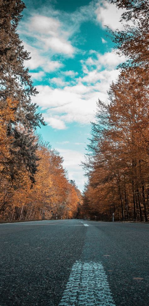 1440x2960 Alone Road Forest Autumn Golden Trees Ultra 4k Samsung Galaxy