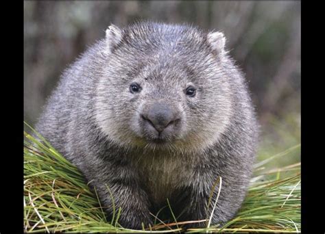 Mystery Of Cube Shaped Wombat Poop Solved