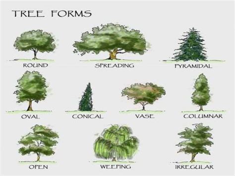 Types Of Canopy Trees Five Natives That Stand Up To Storms Sun