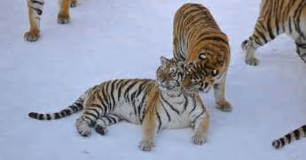 As Long As China Has Its Tiger Farms Wild Tigers In Asia Are On Borrowed Time