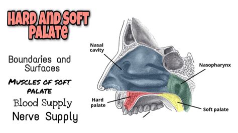 Hard And Soft Palate Complete Anatomy Super Easy Explanation