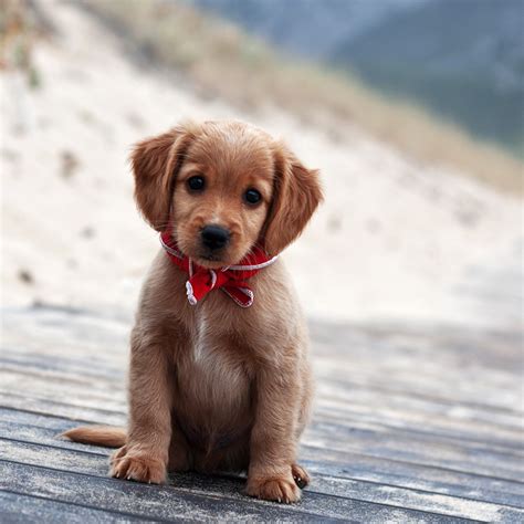 Cute And Adorable Puppy Pictures Cuteness Overflow