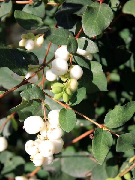 Common Snowberry For Sale Treetimeca