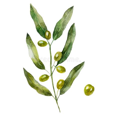 Watercolor Illustration Olive Branch Olive Fruit Plant Hand Drawn