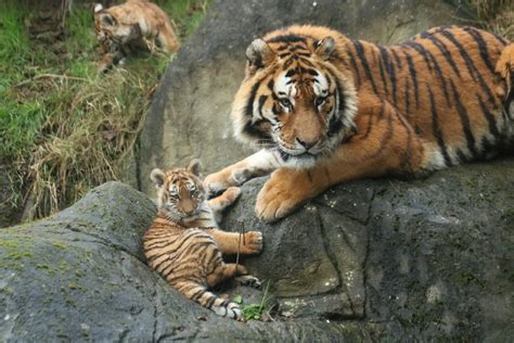 Endangered Tiger Cubs To Get First Public Showing At Dublin Zoo