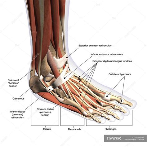 Diagram Tendons Of The Foot Diagram Mydiagramonline