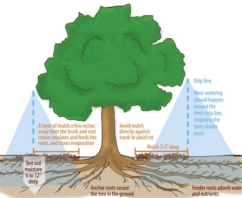 Deep Root Watering For Trees Horizon Landscape Irrigation