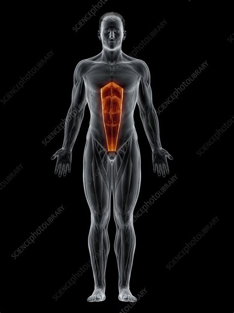 Rectus Abdominis Muscle Illustration Stock Image F0274064 Science Photo Library