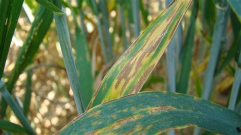 Oïdium du blé fusariose septoriose piétin échaudage les rouilles du blé helminthosporiose piétin verse la carie du blé charbon du blé rhizoctone des pour le blé, comme maladie pulmonaire courante, fonctionne par crise. Maladie Du Blé En 6 Lettres : Ble Semer Et Planter Ooreka ...