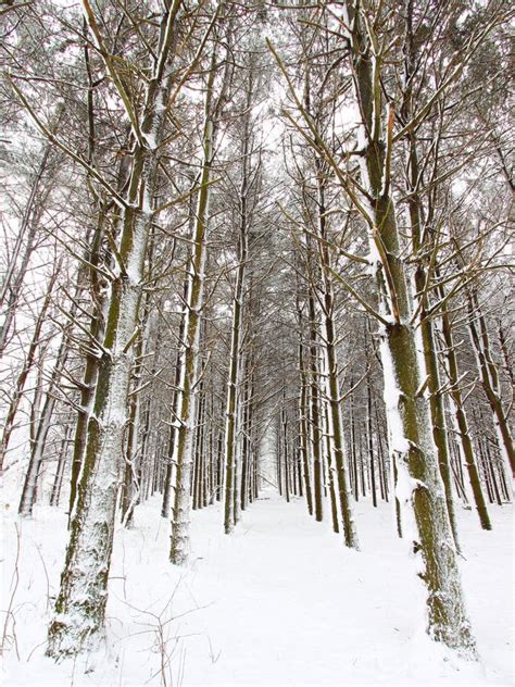 Forest Snowfall Stock Image Image Of America Beautiful 21539201