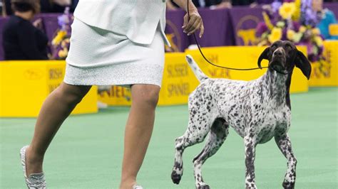 Cj The German Shorthaired Pointer Wins Best In Show At