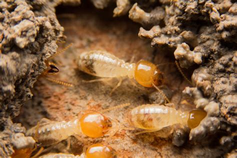 How To Identify A Termite Infestation Premier Pest