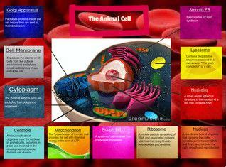 Does animal cells have a cell wall. An animal cell is a form of eukaryotic cell that makes up ...
