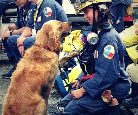 The Amazing Story Of 911 Rescue Dogs