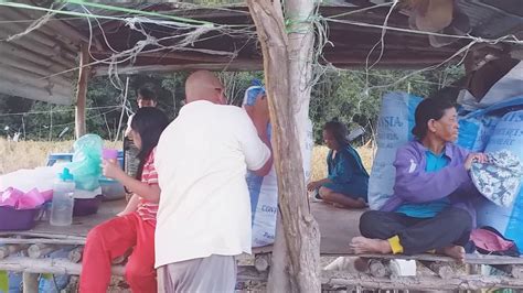 Satu kampung memeluk islam petang ini. Aktiviti Orang kampung Mengetam Padi Di Pitas Sabah | 16 ...