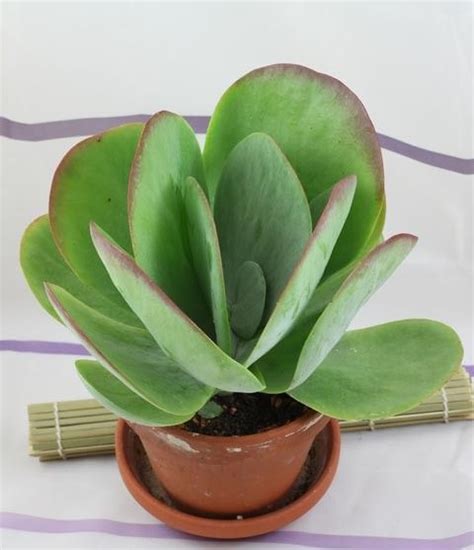 Kalancho Thyrsiflora Paddle Plant Is An Unusual Looking Succulent