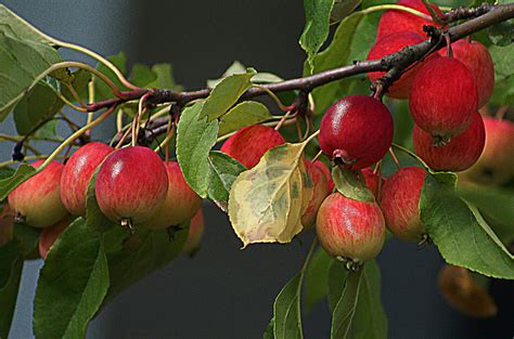 Self Fruitful Apple Trees Growing Fruitful Apple Trees Countryside
