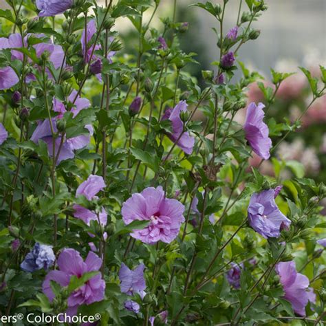 Lavender Chiffon® Hibiscus Syriacus Proven Winners