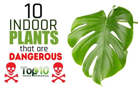 10 Indoor Plants That Are Poisonous And Dangerous Top 10 Home Remedies