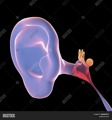 Otitis Media Group Image And Photo Free Trial Bigstock
