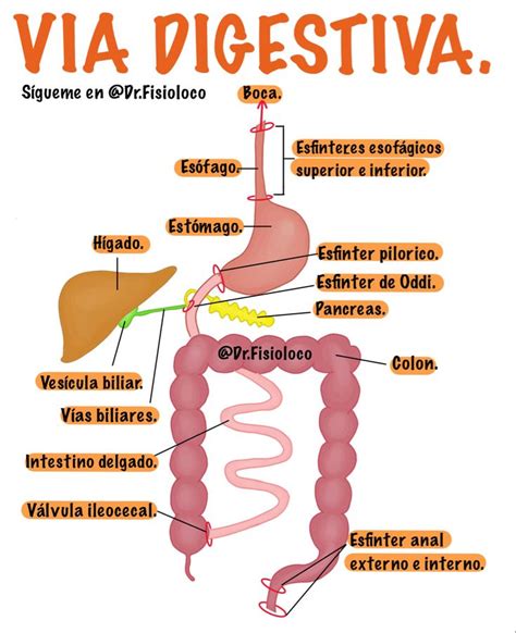 Aparato Digestivo Anatomia Y Fisiologia Humana Cosas De Enfermeria