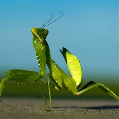 Mantis Religiosa Todo Lo Que Necesitas Saber Sobre Su Alimentación Y