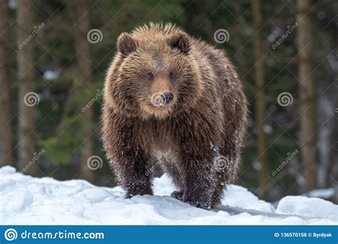 Wild Brown Bear Cub Closeup In Forest Stock Photo Image Of Cute