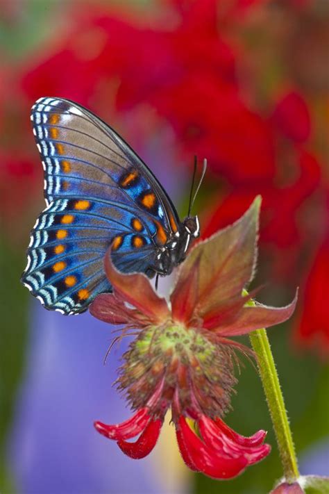 Some examples of flowers that butterflies like are cosmos, queen anne's lace, zinnia, butterfly weed, coneflowers, new england asters, spearmint, milkweed. Red-spotted Purple North American Butterfly | Butterfly ...