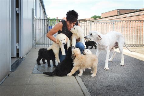 baasje overlijdt 27 honden naar asiel genk het belang van limburg