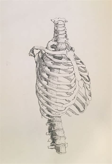 You can enhance your drawing skills. Rib Cage and Spine, Pen, 2017 | Rib cage drawing, Art, Artwork