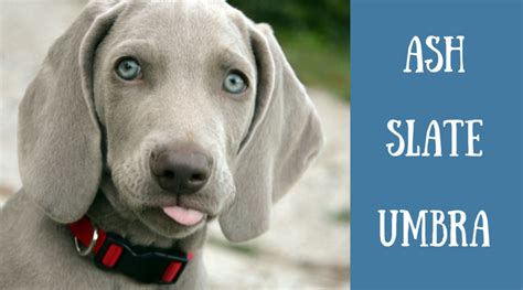 210 Unique Names For Blue Gray And Silver Dogs Pethelpful