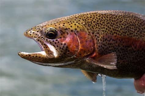 Rainbow Trout Stock Photo Download Image Now Istock