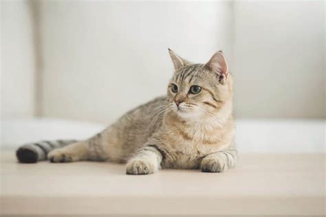 Tabby Cat Lifespan How Long Do Tabby Cats Live