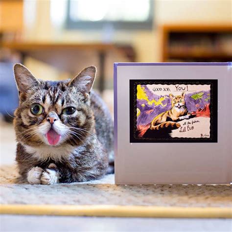 meet lil bub the cutest cat on the internet video and gallery