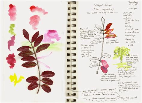 A Nature Art Journal In Southwest Florida Nature Journal Tip Learned