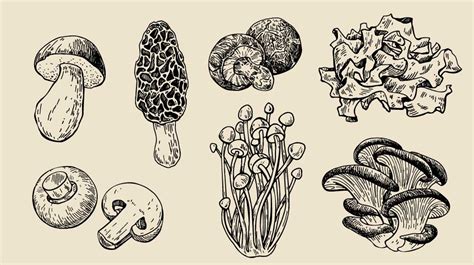 A Guide To Different Types Of Edible Mushrooms Recipes Crush