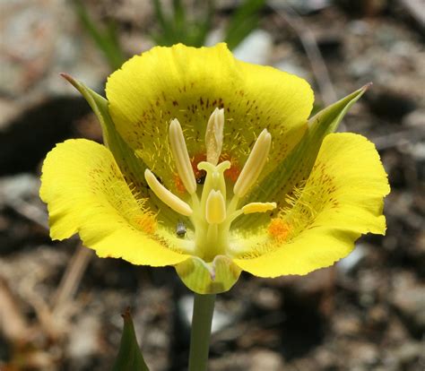 25 Of The Most Beautiful Wildflowers In California The Philipendium
