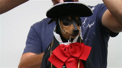 Beverly Hills Chihuahua 3 Tiny Dog Mariachi Band Bts Youtube
