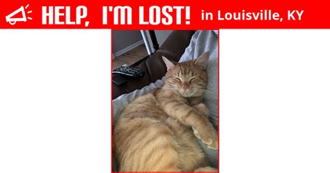 lost cat louisville kentucky louie