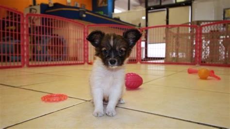 Good Looking Papillon Puppies For Sale In Georgia At Puppies For Sale