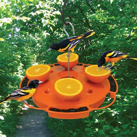 Maybe you would like to learn more about one of these? Ultimate Oriole Feeder in 2020 | Best bird feeders, Oriole bird feeders, Oriole bird