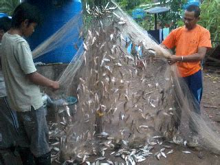 Sesetengah ikan mungkin terlepas ke dalam sungai semasa banjir ataupun sengaja dilepaskan. IddinMcorneR: Ikan lampan jawa sungai @ ikan putih