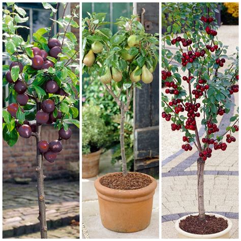 Award Winning Patio Fruit Tree Collection Cherry Pear And Plum Roots